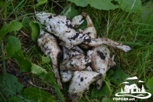 Топинамбур сушеный применение. Лечебные свойства 01