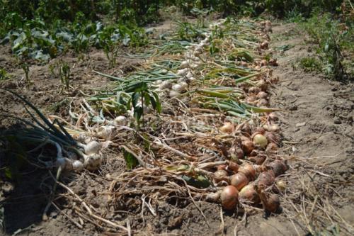 Срок хранения лука репчатого. Как правильно хранить репчатый лук зимой в домашних условиях?
