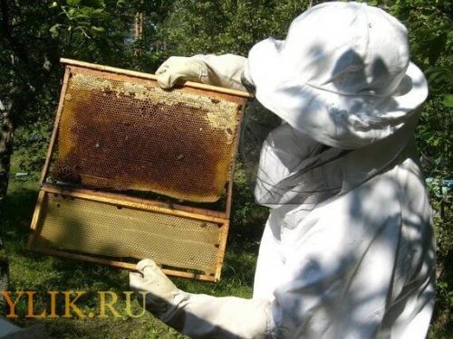 Лавровый лист против восковой моли. Методы борьбы