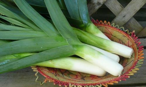 Лук порей, как хранить. Как хранить лук-порей