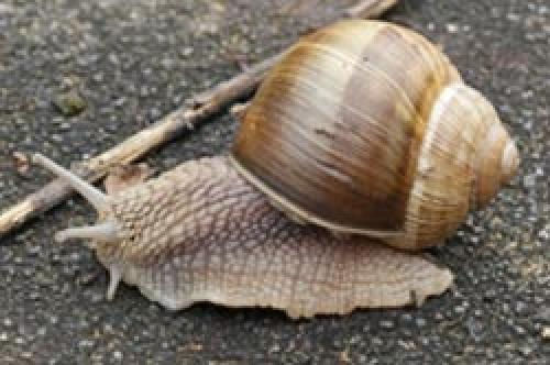 Чего боятся слизни. Как избавиться навсегда от слизней на участке, в огороде