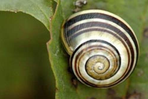 Чего боятся слизни. Как избавиться навсегда от слизней на участке, в огороде