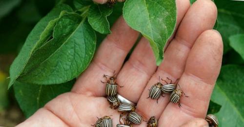 Как избавится от колорадского жука навсегда. Народные способы борьбы с колорадским жуком