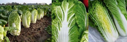 Когда осенью убирать пекинскую капусту. Пекинская капуста: сбор и хранение