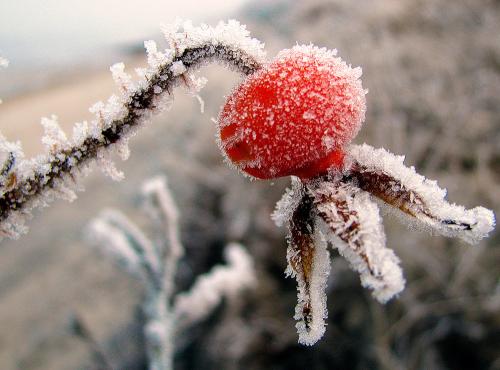 Как сушить шиповник на балконе. Когда и как собирать?