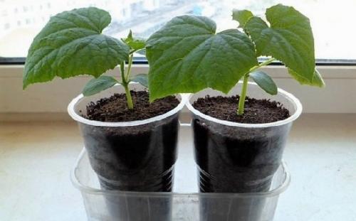 Как вырастить огурцы на подоконнике в квартире зимой. Сроки и техника посева семян на рассаду