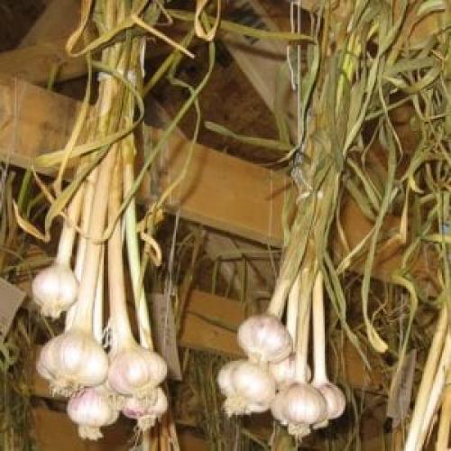 Как сохранить чеснок в квартире до весны в банках. Подготовка чеснока