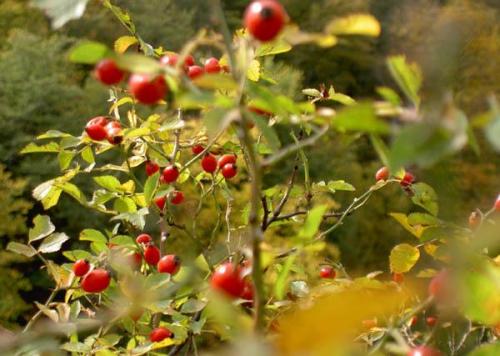 Как сушить шиповник на балконе. Когда и как собирать?