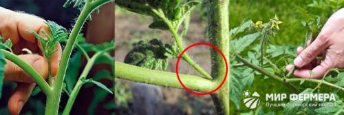 Пасынкование помидор. Как правильно пасынковать помидоры в теплице