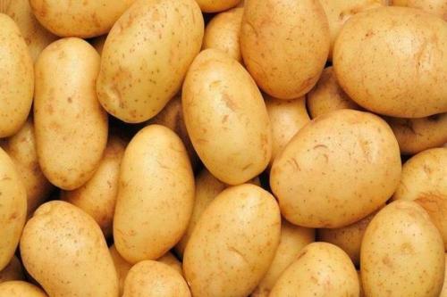 Бриз картофель описание сорта в рб. Картофель «Бриз» описание сорта