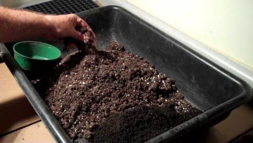 Как вырастить огурцы на подоконнике в квартире зимой. Сроки и техника посева семян на рассаду