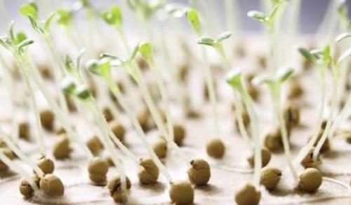 Борная кислота для чего нужна. Что такое борная кислота 15 Борная кислота для чего нужна. Что такое борная кислота 15