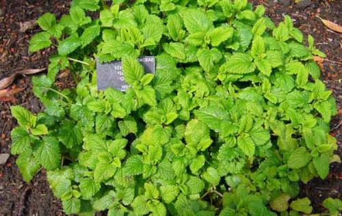Мелисса сорта. Виды и сорта мелиссы