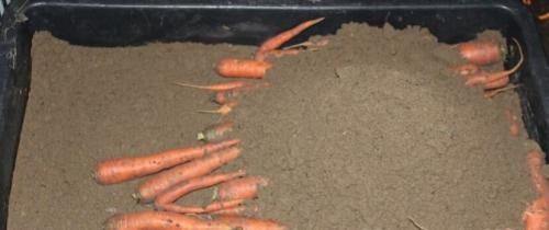 Как лучше сохранить морковь на зиму в подвале в домашних условиях от крыс и лягушек. Как хранить морковь в погребе (в подвале)