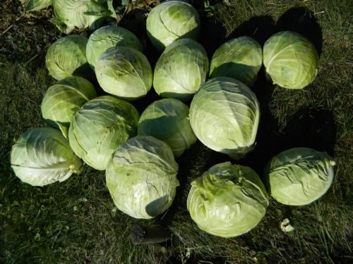 Когда квасить капусту. Когда я буду солить капусту в 2019 году. Благоприятные дни. Рецепты