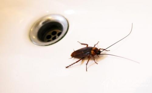 Нашествие тараканов, что делать. Причины и признаки появления насекомых