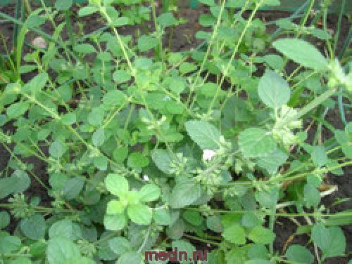 Мелисса лимонная лечебные свойства. Химический состав и калорийность мелиссы 16