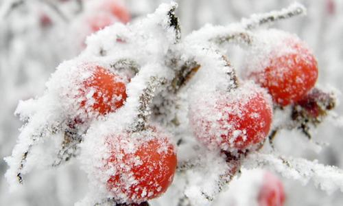 Как сушить шиповник на балконе. Когда и как собирать?