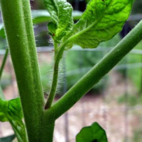 Пасынкование помидор. Как правильно пасынковать помидоры в теплице