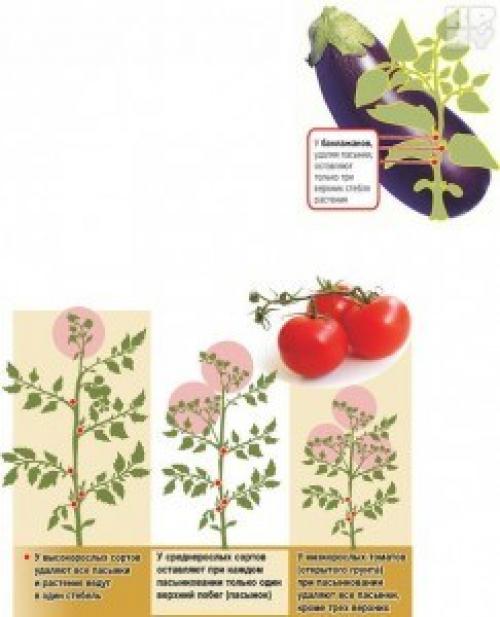 Помидоры в теплице зимой. Схема посадки