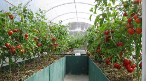 Теплые грядки в теплице: пошаговое изготовление