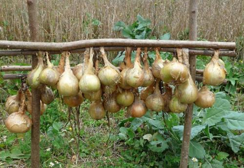 Срок хранения лука репчатого. Как правильно хранить репчатый лук зимой в домашних условиях?