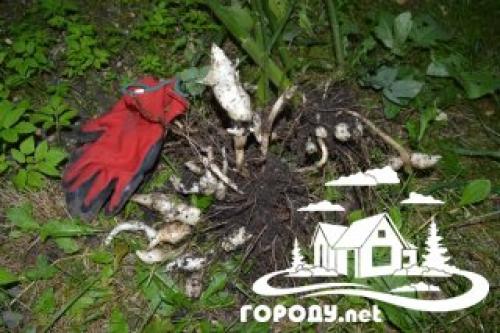 Топинамбур сушеный применение. Лечебные свойства 02