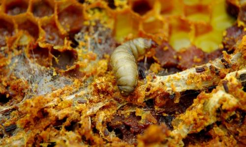 Борьба с восковой молью при хранении суши. Дезинфекция сот и методы борьбы с восковой молью