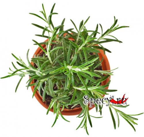 Куда добавляют розмарин. Розмарин