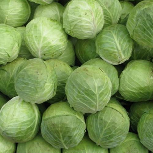 Как правильно хранить капусту в погребе. Места и способы 11