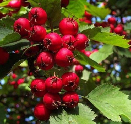 Боярышник это. Боярышник