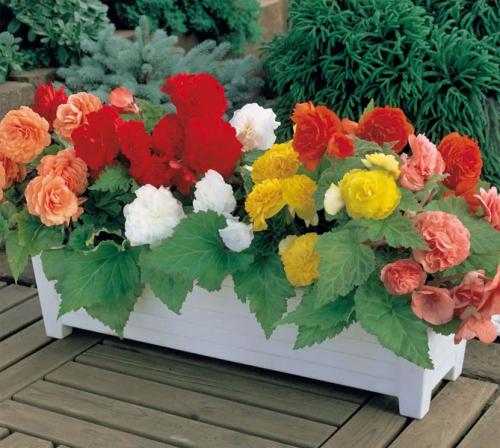 Бегония клубневая махровая белая. Характеристика растения