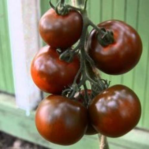 Томат Черный принц отзыв. Томат Черный принц: описание сорта, уход, фото, отзывы