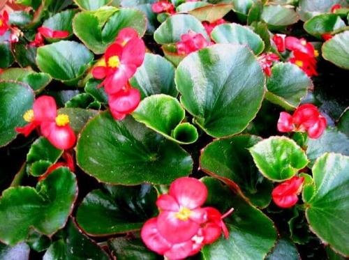 Как сажать бегонию. Цветы бегония: посадка и уход в домашних условиях 08 Как сажать бегонию. Цветы бегония: посадка и уход в домашних условиях 08