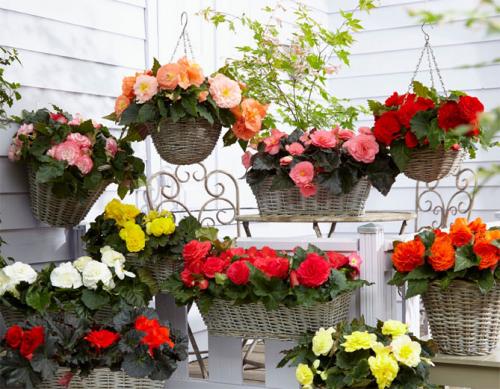 Купила клубни бегонии, что делать. Характеристика растения