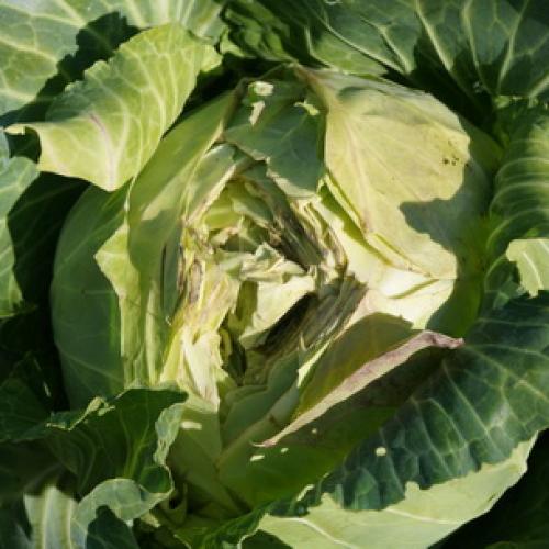 Как правильно хранить капусту в погребе. Места и способы 16 Как правильно хранить капусту в погребе. Места и способы 16