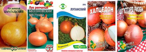 Лук на зелень в теплице. Выращивание зеленого лука в тепличных условиях