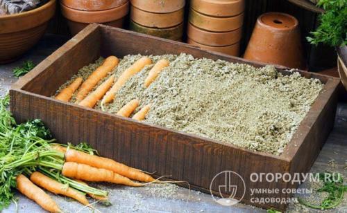 Как хранить морковь в глине. Подвал и погреб