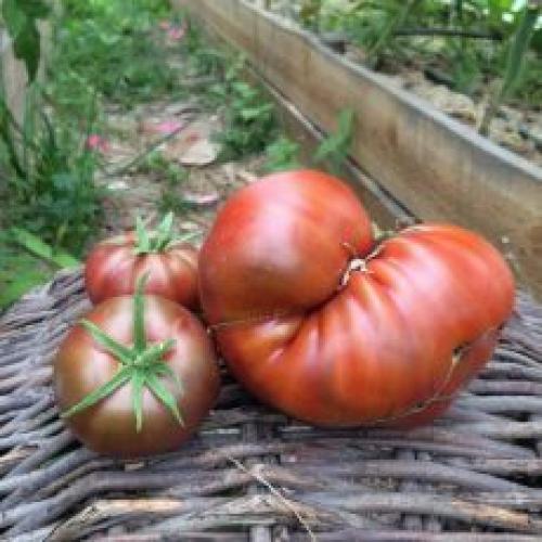 Томат Черный принц отзыв. Томат Черный принц: описание сорта, уход, фото, отзывы