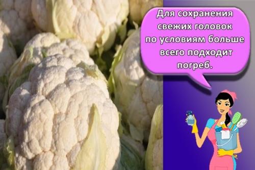 Как сохранить цветную капусту без холодильника. Как и сколько можно хранить в домашних условиях цветную капусту, правила и выбор места