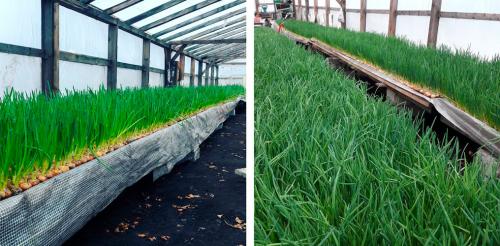 Лук на зелень в теплице. Выращивание зеленого лука в тепличных условиях