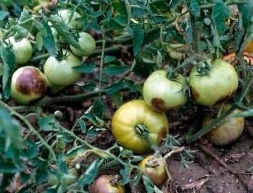 Сорта помидор устойчивые к мучнистой росе. Сорта помидоров устойчивых к фитофторозу – это актуально