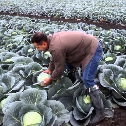 Как правильно хранить капусту в погребе. Места и способы 13