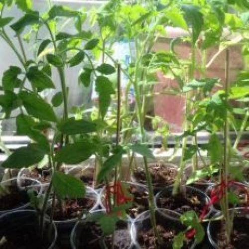 Томат Черный принц отзыв. Томат Черный принц: описание сорта, уход, фото, отзывы