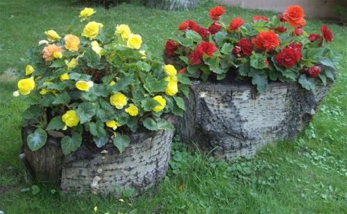 Бегония клубневая махровая белая. Характеристика растения