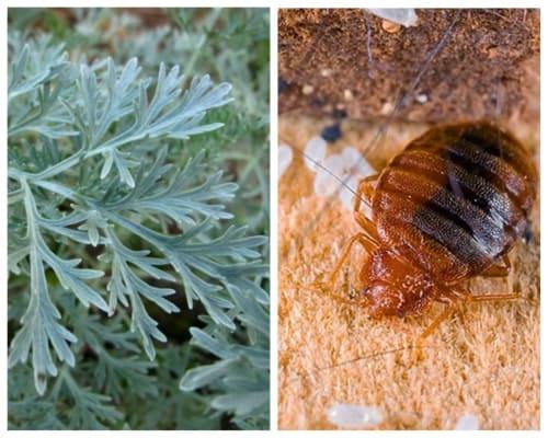 Чего боятся клопы. Чего боятся постельные клопы