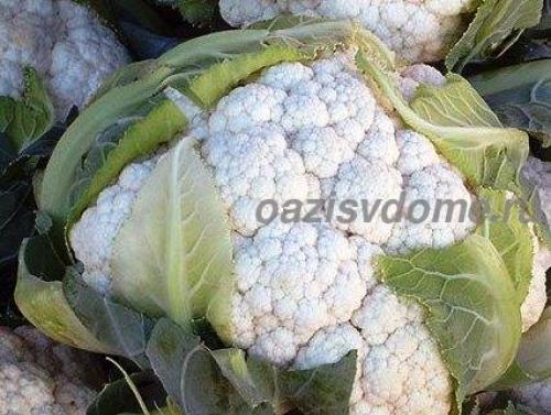 Когда убирать капусту на хранение в средней полосе. Ориентируемся на погодные условия региона 02