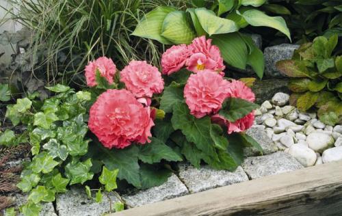 Бегония клубневая махровая белая. Характеристика растения