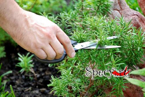 Куда добавляют розмарин. Розмарин