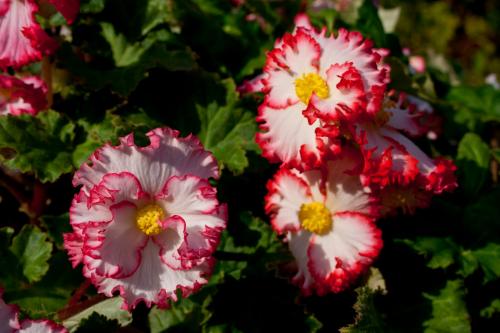 Бегония махровая красная. Клубневые (Tuberhybrida)